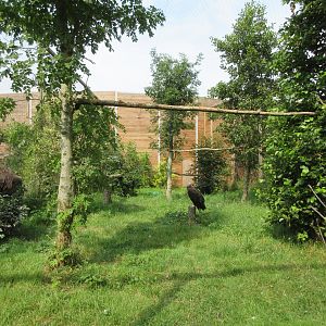 Bird of Prey Complex - Monk Vulture Exhibit