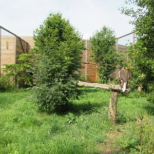 Bird of Prey Complex - Steller's Sea Eagle Exhibit