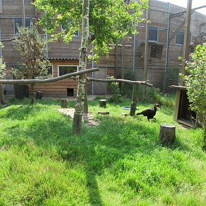 Bird of Prey Complex - Southern Ground Hornbill Exhibit