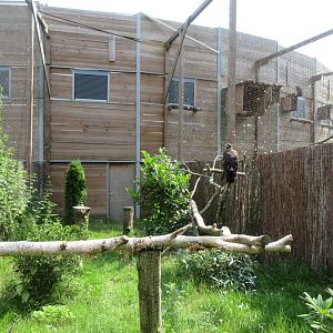 Bird of Prey Complex - Bald Eagle Exhibit (juvenile)