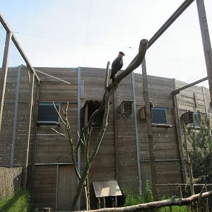 Bird of Prey Complex - Southern Crested Caracara Exhibit