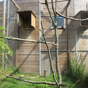 Bird of Prey Complex - Black-chested Buzzard Eagle Exhibit