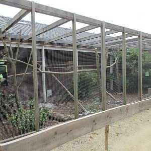 Yellow-throated Marten Exhibit