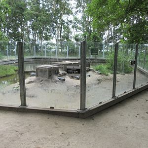 Small-clawed Otter Exhibit
