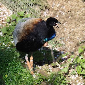 Grey-winged trumpeter (Psophia crepitans), 2019-03-30