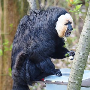 Male white-faced saki (Pithecia pithecia), 2019-03-30