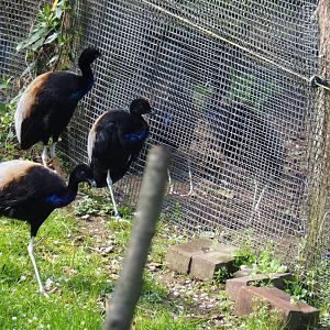 Grey-winged trumpeter (Psophia crepitans) flocks interacting through the mesh, 2019-03-30