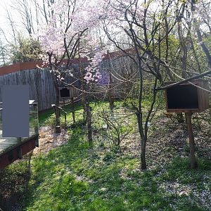 White-faced saki - Golden lion tamarin - Grey-winged trumpeter exhibit, 2019-03-30