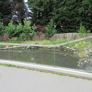 Small-clawed Otter Exhibit #1