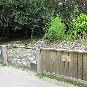 Small-clawed Otter Exhibit #2