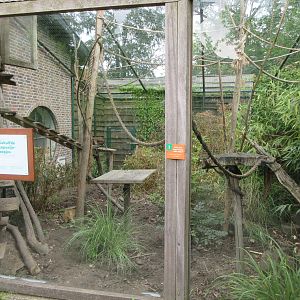 Tufted Capuchin/Coati Exhibit (mixed-species)