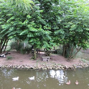 Black and White Ruffed Lemur Exhibit
