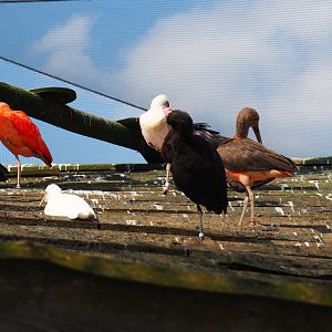 Puna aviary birds on roof of shelter, 2019-03-30