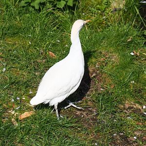 Western cattle egret (Bubulcus ibis ibis), 2019-03-30