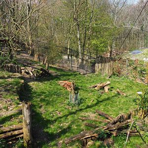 Giant anteater - Azara's agouti exhibit, 2019-03-30
