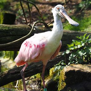 Roseate spoonbill (Platalea ajaja), 2019-03-30