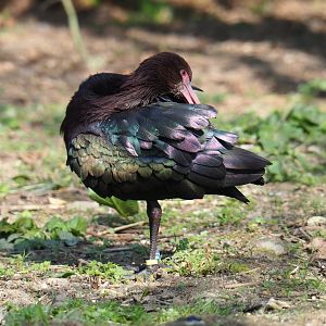 Puna ibis (Plegadis ridgwayi), 2019-03-30