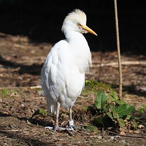 Western cattle egret (Bubulcus ibis ibis), 2019-03-30