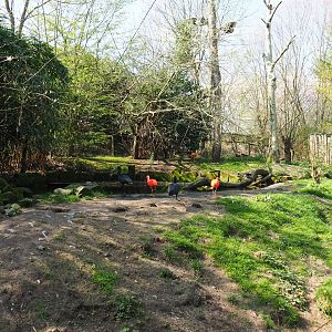 Pool in the Puna aviary, 2019-03-30