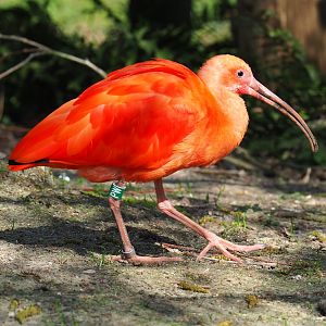 Scarlet ibis (Eudocimus ruber), 2019-03-30