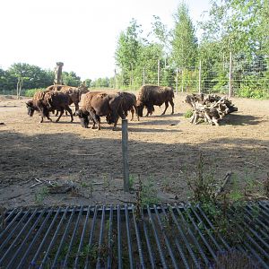 American Bison - minimal barrier