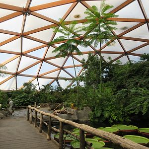 Amazonica (tropical house)