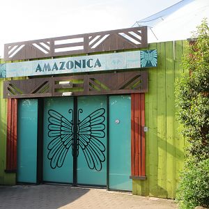 Amazonica (tropical house)