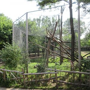 White-naped Mangabey Exhibit