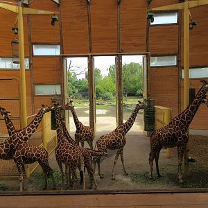 Giraffe Barn