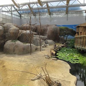 Rock Hyrax Exhibit