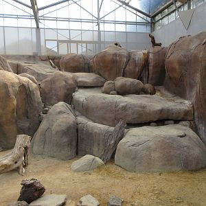 Rock Hyrax Exhibit