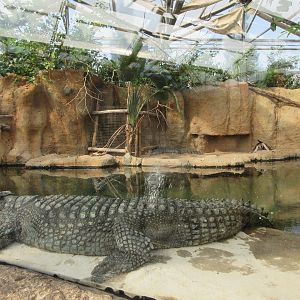Nile Crocodile Exhibit