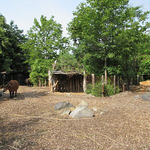Forest Buffalo/Red River Hog Exhibit