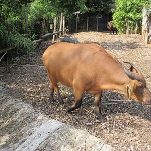 Forest Buffalo