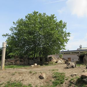 Black Rhino Exhibit (with columns!)