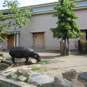 Pygmy Hippo Exhibit