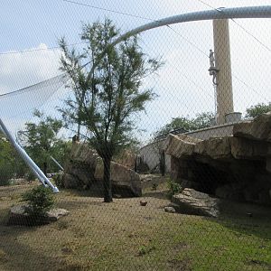 Gelada Exhibit (New in late 2018)