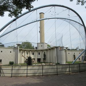 Gelada Exhibit (New in late 2018)