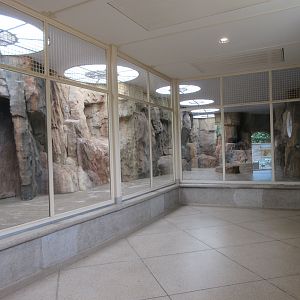 Gelada Exhibit (New in late 2018)