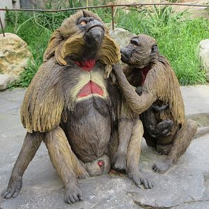 Gelada Exhibit (New in late 2018)