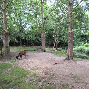 Philippine Spotted Deer Exhibit