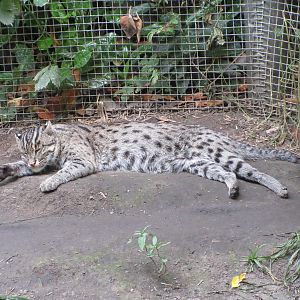 Fishing Cat