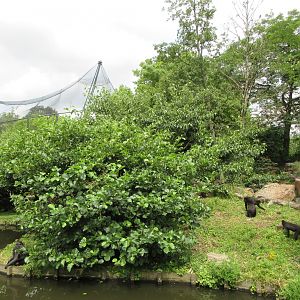 Sulawesi Crested Macaque Exhibit