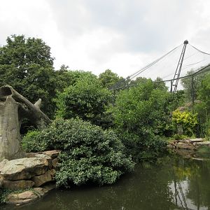Sulawesi Crested Macaque Exhibit