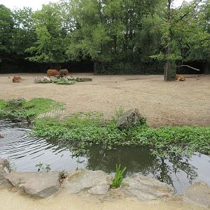 Banteng/Blackbuck Exhibit - minimal barrier