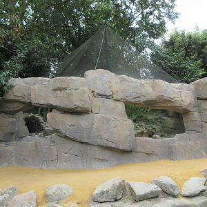 Pallas's Cat Exhibit