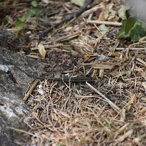 Lizard ID? - (El Escorial, Spain)