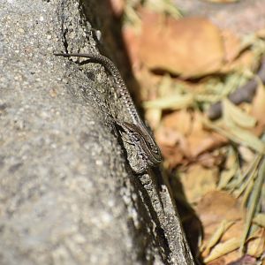 Lizard ID? - (El Escorial, Spain)