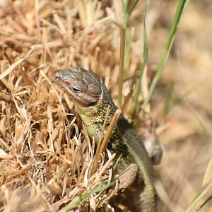 Lizard ID? - (El Escorial, Spain)