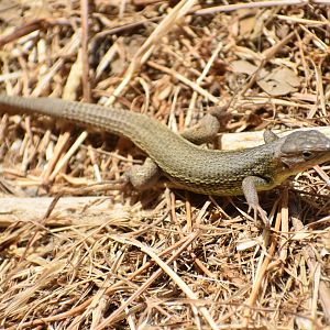 Lizard ID? - (El Escorial, Spain)